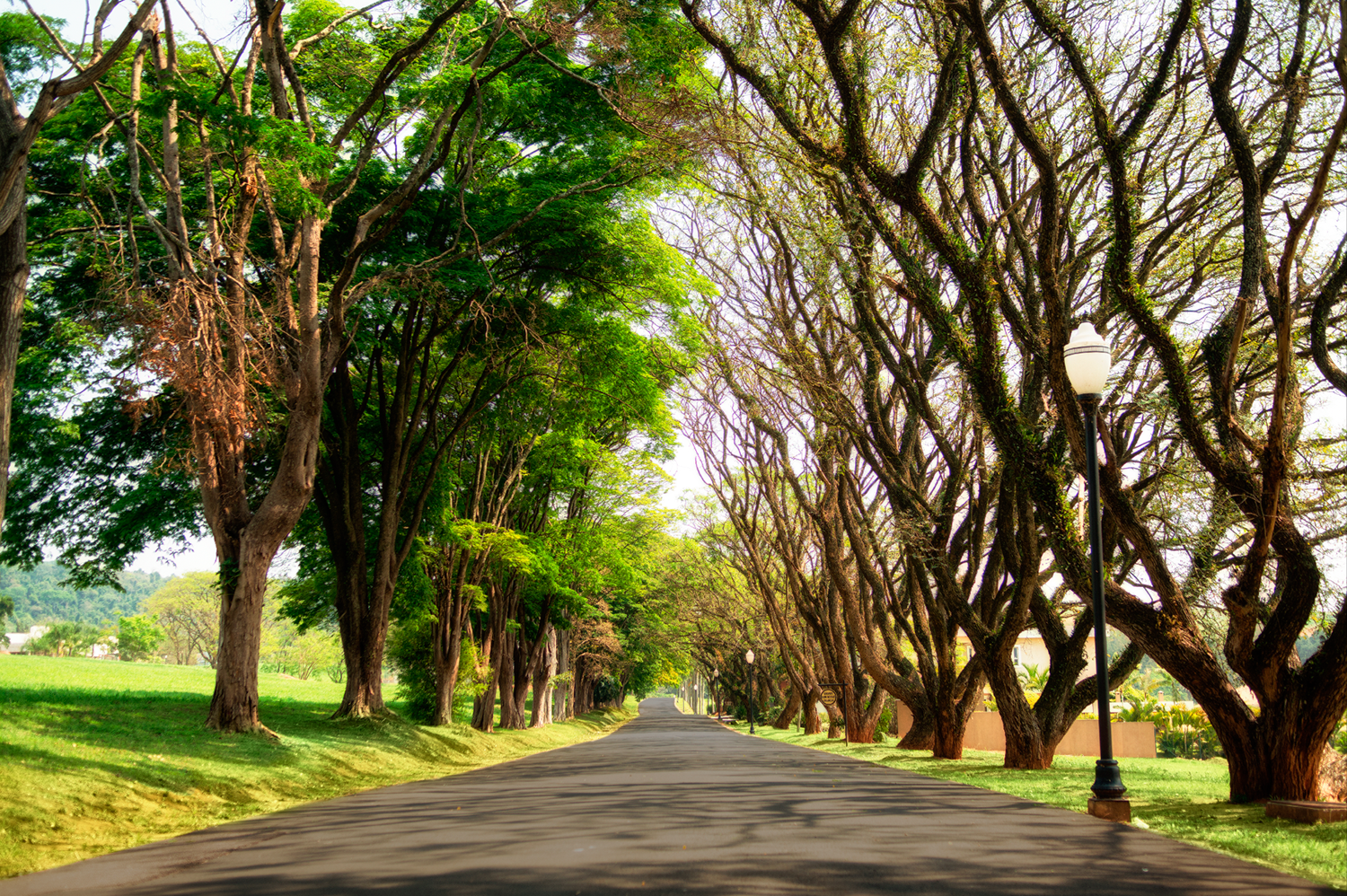 Alameda arborizada do Residencial Fazenda Serra Azul I