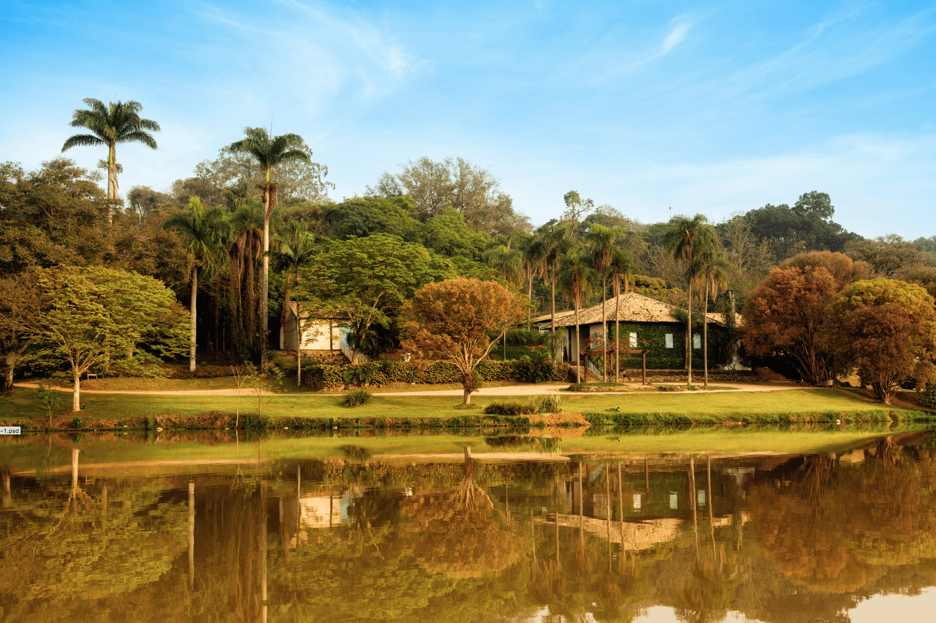 Lago contemplativo com palmeiras imperiais