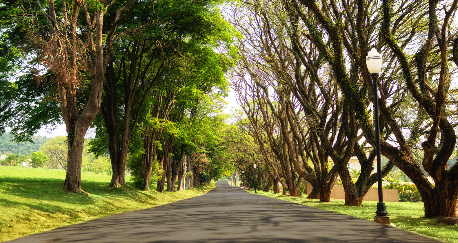 Alameda arborizada do condomínio